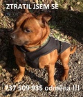 ztráta stafbul Klecany (o. Pha západ) ztráta stafbul Klecany (o. Pha západ)