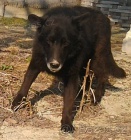 Ztratil se velk� �ern� k��enec n�m.ov��ka