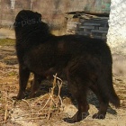 Ztratil se velk� �ern� k��enec n�m.ov��ka