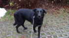 Nalezená čubinka křížence labradora – Rokytno/Pardubicko Nalezená čubinka křížence labradora – Rokytno/Pardubicko