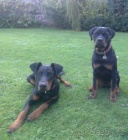 Hled� se �t�n� dobrmana