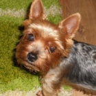 Ztratil se jork��rsk� teri�r - T�CHON�N A OKOL� 