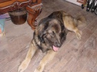 Ztráta leonberger Jablonec Ztráta leonberger Jablonec