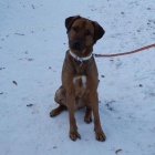 Krásný ridgeback skvělé povahy hledá domov - prosím za něj!!!! Krásný ridgeback skvělé povahy hledá domov - prosím za něj!!!!