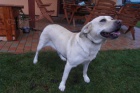 Našla se fena labradora (nebo křížence) Nový Jičín Našla se fena labradora (nebo křížence) Nový Jičín