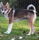 ztratil se pes z�padosibi�sk� lajky