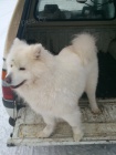 Bílý špic / nebo samojed Bílý špic / nebo samojed