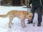 Našel se labradorský retrívr, cca 2 roky, Bohuslavice (okr. Opava) Našel se labradorský retrívr, cca 2 roky, Bohuslavice (okr. Opava)