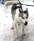 Ztráta fena husky, Chýnov - Pelhřimov, okresy Tábor a Pelhřimov Ztráta fena husky, Chýnov - Pelhřimov, okresy Tábor a Pelhřimov
