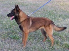 stratila se fenka belgického ovčáka Malinois stratila se fenka belgického ovčáka Malinois