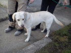 Světlý labrador Světlý labrador