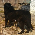 Hled� se velk� �ern� k��enec n�m. ov��ka