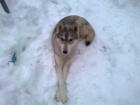 Sibi�sk� husky