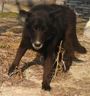 Ztratil se velk� �ern� k��. n�m. ov��ka