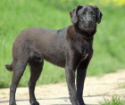 Nález kříženec labradora Kralupy, o. Mělník Nález kříženec labradora Kralupy, o. Mělník