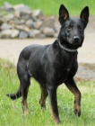 Nález kříženka NO Kralupy, o. Mělník Nález kříženka NO Kralupy, o. Mělník