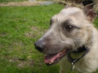 Ztratil se sv�tl� chrt - lurcher