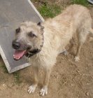 Ztratil se sv�tl� chrt - lurcher