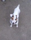 Našel se Jack Russell Teriér Našel se Jack Russell Teriér