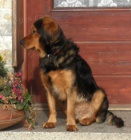 Pros�m o pomoc - n�vrat Rexe majitel�m