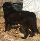 Ztratil.se.�ern�.k��.n�m.ov��ka