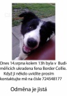 Ztracen� �t�n� border collie