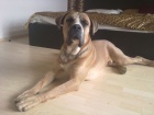 Ztratil se pes, 1,5 roční, plemeno Cane Corso. Lokalita Praha 9  Ztratil se pes, 1,5 roční, plemeno Cane Corso. Lokalita Praha 9