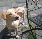 Ad�lka - Lys� nad Labem