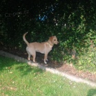 Ad�lka - Lys� nad Labem