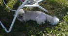 Ztratil se b�ov� shih-tzu