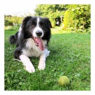 Ztratila se �erno-b�l� Border kolie