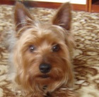 hled� se ps� kluk Gino