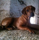 Ztratila se Kejty-Rhod�sk� Ridgeback 