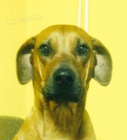 Ztratila se Kejty-Rhod�sk� Ridgeback 