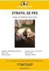 Ztracen bil� labrador