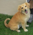 V obci Sedlec u Mikulova na ji�n� Morav� se ztratil pejsek