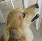 V obci Sedlec u Mikulova na ji�n� Morav� se ztratil pejsek