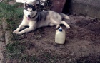 Ztracen� Sibi�sk� Husky