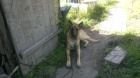 Ztratil se Belgick� Ov��k-Malinois