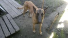 Ztratil se Belgick� Ov��k-Malinois