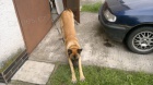 Ztratil se Belgick� Ov��k-Malinois