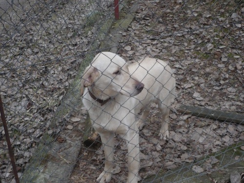 Labrador křížený s ridgebackem-pes-asi 2 roky Labrador křížený s ridgebackem-pes-asi 2 roky