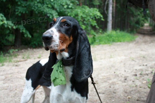 Nep�est�v�me hledat B�ru !