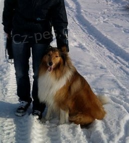 Pomozte naj�t kolii,pes,Vala�sk� Mezi����