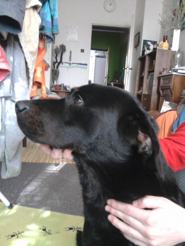 Našel se pes,Kříženec labradora Našel se pes,Kříženec labradora
