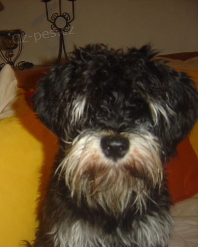 Pomoc p�i hled�n� pejska