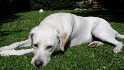 Labrador nalezen ve Studené  Labrador nalezen ve Studené