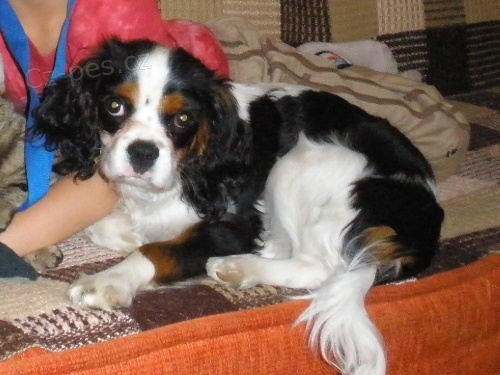 Ztracen� Kaval�r