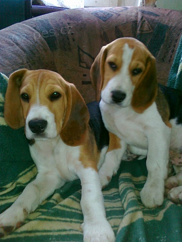 Hledaj� se 2 b�glov�