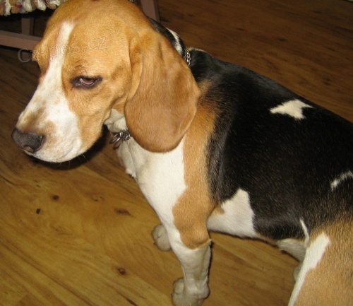 Ztracen� b�gl - Prost�jov